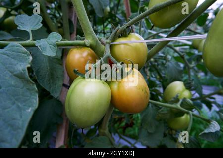 Ein paar frische grüne Tomaten im Garten. Stockfoto