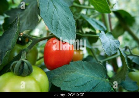 Frische rote Tomaten bereit, um im Garten geerntet werden. Stockfoto