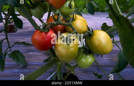 Ein paar frische grüne Tomaten im Garten. Stockfoto