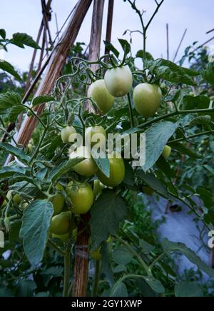 Ein paar frische grüne Tomaten im Garten. Stockfoto