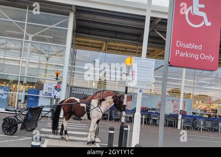 Evesham, Worcestershire, Vereinigtes Königreich. Oktober 2021. Ein Pferd und eine Karre, auch bekannt als „skully“, wurde am Mittwochabend auf einer Zebraüberquerung vor einem Tesco Supermarkt in Evesham geparkt und der Besitzer ging einkaufen. Das Tier wurde mit einem Seil an den Zebrakreuzpfosten gebunden. Das amüsante Bild entsteht, wenn die Menschen andere Verkehrsmittel suchen, während die Treibstoffkrise in England andauert. PIC by Credit: Stop Press Media/Alamy Live News Stockfoto