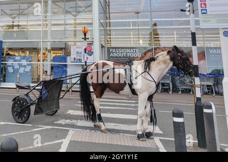 Evesham, Worcestershire, Vereinigtes Königreich. Oktober 2021. Ein Pferd und eine Karre, auch bekannt als „skully“, wurde am Mittwochabend auf einer Zebraüberquerung vor einem Tesco Supermarkt in Evesham geparkt und der Besitzer ging einkaufen. Das Tier wurde mit einem Seil an den Zebrakreuzpfosten gebunden. Das amüsante Bild entsteht, wenn die Menschen andere Verkehrsmittel suchen, während die Treibstoffkrise in England andauert. PIC by Credit: Stop Press Media/Alamy Live News Stockfoto