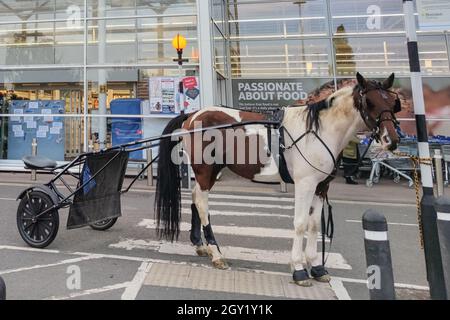 Evesham, Worcestershire, Vereinigtes Königreich. Oktober 2021. Ein Pferd und eine Karre, auch bekannt als „skully“, wurde am Mittwochabend auf einer Zebraüberquerung vor einem Tesco Supermarkt in Evesham geparkt und der Besitzer ging einkaufen. Das Tier wurde mit einem Seil an den Zebrakreuzpfosten gebunden. Das amüsante Bild entsteht, wenn die Menschen andere Verkehrsmittel suchen, während die Treibstoffkrise in England andauert. PIC by Credit: Stop Press Media/Alamy Live News Stockfoto