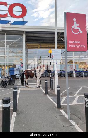 Evesham, Worcestershire, Vereinigtes Königreich. Oktober 2021. Ein Pferd und eine Karre, auch bekannt als „skully“, wurde am Mittwochabend auf einer Zebraüberquerung vor einem Tesco Supermarkt in Evesham geparkt und der Besitzer ging einkaufen. Das Tier wurde mit einem Seil an den Zebrakreuzpfosten gebunden. Das amüsante Bild entsteht, wenn die Menschen andere Verkehrsmittel suchen, während die Treibstoffkrise in England andauert. PIC by Credit: Stop Press Media/Alamy Live News Stockfoto