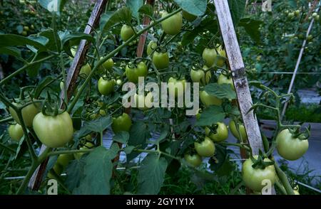 Ein paar frische grüne Tomaten im Garten. Stockfoto