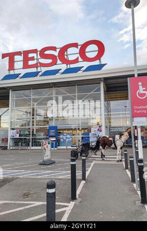 Evesham, Worcestershire, Vereinigtes Königreich. Oktober 2021. Ein Pferd und eine Karre, auch bekannt als „skully“, wurde am Mittwochabend auf einer Zebraüberquerung vor einem Tesco Supermarkt in Evesham geparkt und der Besitzer ging einkaufen. Das Tier wurde mit einem Seil an den Zebrakreuzpfosten gebunden. Das amüsante Bild entsteht, wenn die Menschen andere Verkehrsmittel suchen, während die Treibstoffkrise in England andauert. PIC by Credit: Stop Press Media/Alamy Live News Stockfoto