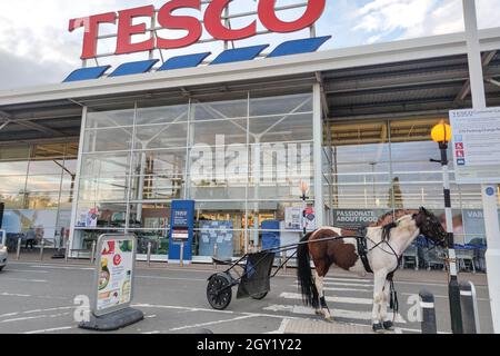 Evesham, Worcestershire, Vereinigtes Königreich. Oktober 2021. Ein Pferd und eine Karre, auch bekannt als „skully“, wurde am Mittwochabend auf einer Zebraüberquerung vor einem Tesco Supermarkt in Evesham geparkt und der Besitzer ging einkaufen. Das Tier wurde mit einem Seil an den Zebrakreuzpfosten gebunden. Das amüsante Bild entsteht, wenn die Menschen andere Verkehrsmittel suchen, während die Treibstoffkrise in England andauert. PIC by Credit: Stop Press Media/Alamy Live News Stockfoto