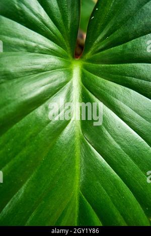 Hintergrund oder Textur des grünen Taroblattes. Stockfoto