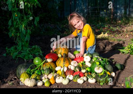 Ein Mädchen mit einem großen Haufen von Kürbissen, die in einem Gemüsegarten gesammelt wurden. Glückliches und lächelndes kleines Mädchen, das auf die Kamera schaut, zufrieden mit dem geernteten Stockfoto
