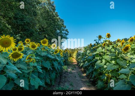 In der Mitte der Reihen von Sonnenblumen im Schatten stehend, mit dem Sonnenlicht, das auf die Blumen auf dem neben dem Wald gepflanzten Bauernfeld fällt Stockfoto