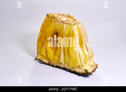 Nahaufnahme von frischen Jackfruits. Ein Haufen Jackfrucht auf weißem Hintergrund isoliert. Stockfoto