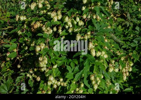 Kegel und Blätter von Hopfen schöne Landschaft. Es wird in der Medizin verwendet Stockfoto