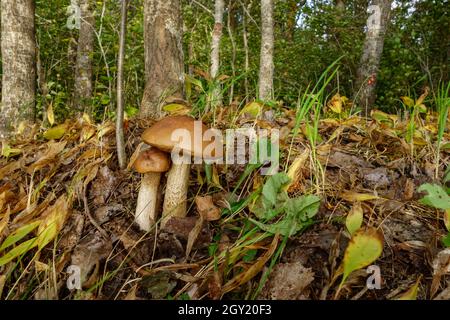 Steinpilze im Wald, schöne Waldherbstlandschaft Stockfoto