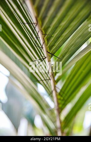 Das Rückgrat einer Palmenpflanze mit Stacheln an der Unterseite ist trügerisch Stockfoto