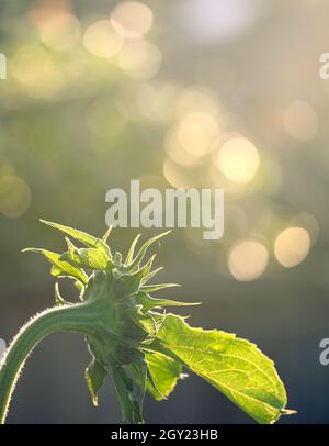 Rückansicht der Sonnenblume (Helianthus Annuus) Pflanze im Sonnenlicht mit Bokeh Stockfoto