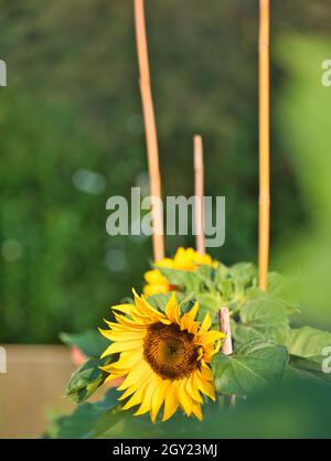 Sonnenblumenpflanzen (Helianthus Annuus), unterstützt von Bambusstöcken Stockfoto