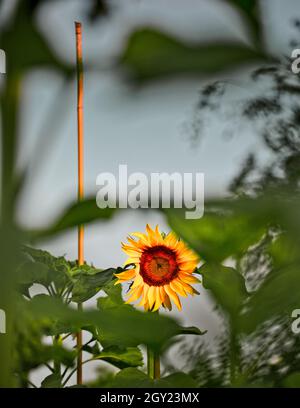 Sonnenblumenpflanzen (Helianthus Annuus), unterstützt von Bambusstöcken Stockfoto