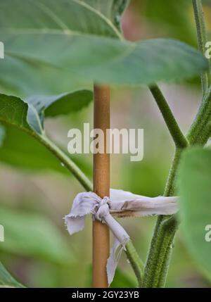 Bambusrohr, mit Tuch gebunden, um Sonnenblumenstämmen zu unterstützen (Helianthus Annuus) Stockfoto