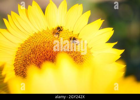 Nahaufnahme von Bienen (Hymenoptera) auf dem Kopf der Riesenblumenblume (Helianthus Annuus) in hellem Sonnenlicht. Konzept von Umwelt, Positivität, Optimismus Stockfoto