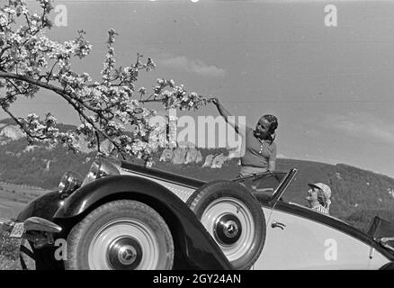 Zwei junge Frauen machen 5/6 einer Spazierfahrt mit dem Cabrio unter einem blühenden Kirschbaum im Schwarzwald Rast, Deutschland 1930er Jahre. Zwei junge Frauen ruhen unter einem blühenden Kirschbaum im Schwarzwald während Ihrer Reise mit einem Cabrio, Deutschland 1930. Stockfoto