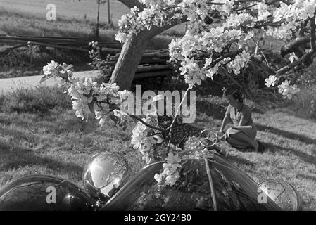 Zwei junge Frauen machen 5/6 einer Spazierfahrt mit dem Cabrio unter einem blühenden Kirschbaum im Schwarzwald Rast, Deutschland 1930er Jahre. Zwei junge Frauen ruhen unter einem blühenden Kirschbaum im Schwarzwald während Ihrer Reise mit einem Cabrio, Deutschland 1930. Stockfoto