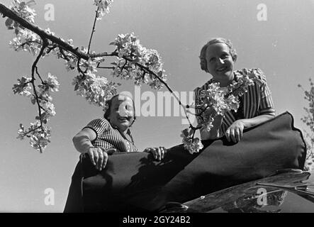 Zwei junge Frauen machen 5/6 einer Spazierfahrt mit dem Cabrio unter einem blühenden Kirschbaum im Schwarzwald Rast, Deutschland 1930er Jahre. Zwei junge Frauen ruhen unter einem blühenden Kirschbaum im Schwarzwald während Ihrer Reise mit einem Cabrio, Deutschland 1930. Stockfoto