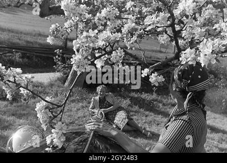 Zwei junge Frauen machen 5/6 einer Spazierfahrt mit dem Cabrio unter einem blühenden Kirschbaum im Schwarzwald Rast, Deutschland 1930er Jahre. Zwei junge Frauen ruhen unter einem blühenden Kirschbaum im Schwarzwald während Ihrer Reise mit einem Cabrio, Deutschland 1930. Stockfoto