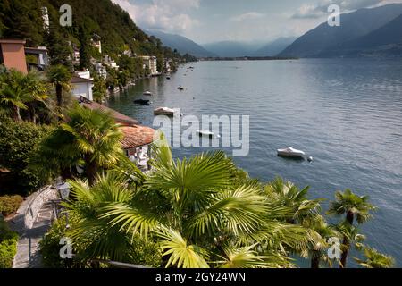 Lago Maggiore und Palms Stockfoto