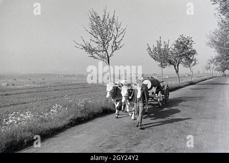 Ein Ochsengespann im Donautal bei Wildenstein, Deutschland 1930er Jahre. Ein Joch Ochsen ziehen ein Warenkorb in der Donau Dale, Deutschland 1930. Stockfoto