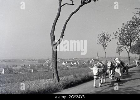 Ein Ochsengespann im Donautal bei Wildenstein, Deutschland 1930er Jahre. Ein Joch Ochsen ziehen ein Warenkorb in der Donau Dale, Deutschland 1930. Stockfoto
