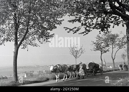 Ein Ochsengespann im Donautal bei Wildenstein, Deutschland 1930er Jahre. Ein Joch Ochsen ziehen ein Warenkorb in der Donau Dale, Deutschland 1930. Stockfoto