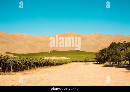 Inmitten der Wüste in Tierra Amarilla, Chile, werden Weinberge angebaut Stockfoto