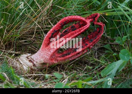 Ungenießbarer Pilz Clathrus archeri auf der Wiese. Bekannt als Tintenfisch stinkhorn oder Teufelsfinger. Wilder roter Pilz wächst im Gras. Stockfoto