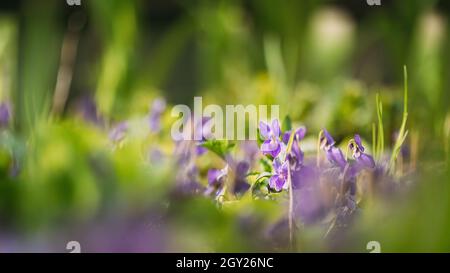 Schöne Blumen Viola Odorata. Blühende Pflanze In Der Familie Viola. In Europa Und Asien Beheimatet. Hintergrund Natur Abstrakt Natur Grün Bokeh Stockfoto