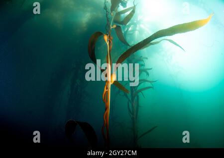 Großer Seetang-Wald mit RiesenSeetang, Macrocystis pyrifera, Ordnung Laminariales, Point Lobos State Natural Reserve, California, USA Stockfoto