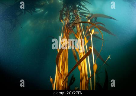 Großer Seetang-Wald mit RiesenSeetang, Macrocystis pyrifera, Ordnung Laminariales, Point Lobos State Natural Reserve, California, USA Stockfoto