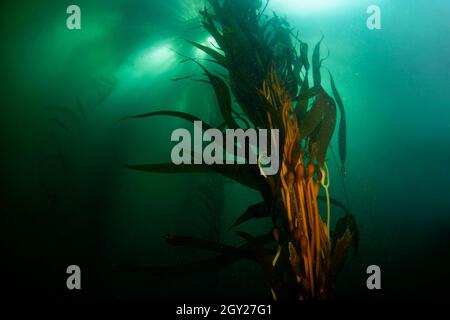 Großer Seetang-Wald mit RiesenSeetang, Macrocystis pyrifera, Ordnung Laminariales, Point Lobos State Natural Reserve, California, USA Stockfoto