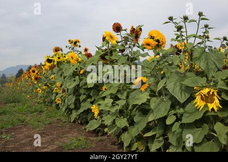 Ein Sonnenblumenfeld, das im Oktober in Oregon wächst. Stockfoto