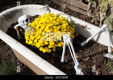 Ein festlicher Halloween-Blumentopf mit einem halb vergrabenen Skelett und gelben Blumen. Stockfoto