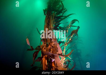 Großer Seetang-Wald mit RiesenSeetang, Macrocystis pyrifera, Ordnung Laminariales, Point Lobos State Natural Reserve, California, USA Stockfoto