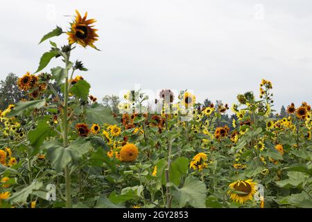 Ein Sonnenblumenfeld, das im Oktober in Oregon wächst. Stockfoto