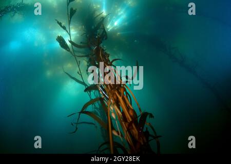 Großer Seetang-Wald mit RiesenSeetang, Macrocystis pyrifera, Ordnung Laminariales, Point Lobos State Natural Reserve, California, USA Stockfoto