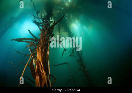 Großer Seetang-Wald mit RiesenSeetang, Macrocystis pyrifera, Ordnung Laminariales, Point Lobos State Natural Reserve, California, USA Stockfoto