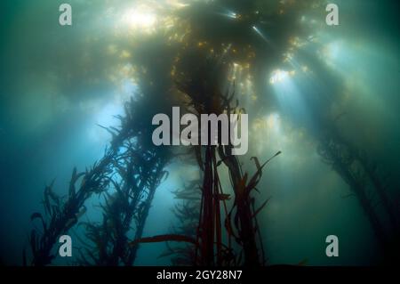 Großer Seetang-Wald mit RiesenSeetang, Macrocystis pyrifera, Ordnung Laminariales, Point Lobos State Natural Reserve, California, USA Stockfoto