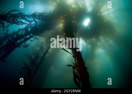 Großer Seetang-Wald mit RiesenSeetang, Macrocystis pyrifera, Ordnung Laminariales, Point Lobos State Natural Reserve, California, USA Stockfoto