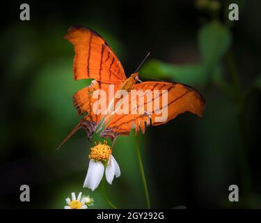 Ein wunderschöner Dolggerwing Butterfly steht auf einer Wildblume, bevor er in den Everglades von Florida fliegt. Stockfoto