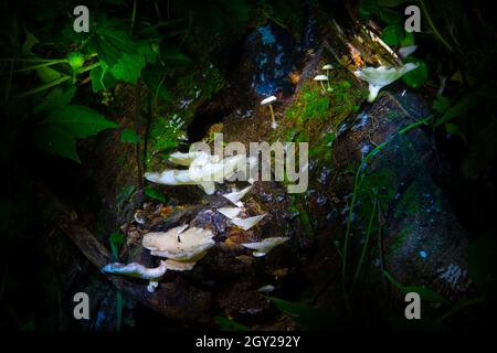 Eine Gruppe biolumineszierender Pilze, bekannt als Panellus Stipticus, wächst an der Seite eines toten Baumstumpens in den Everglades in Florida. Stockfoto