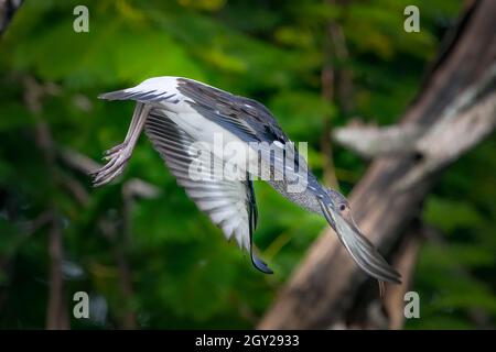 Ein jugendliches White Ibis taucht von einem Baum ab, um am Ufer eines kleinen Baches in den Florida Everglades nach Nahrung zu suchen. Stockfoto