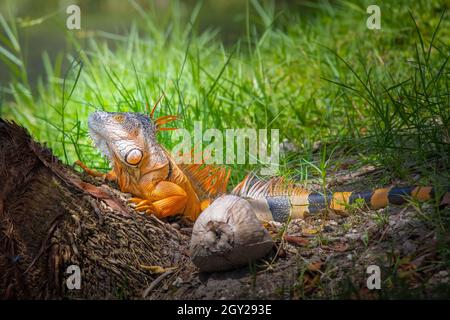 Ein großer männlicher Leguan in Fort Lauderdale, FL. Dieser große Kerl war sehr territorial und hatte gerade einen anderen Leguan weggejagt, bevor er den Baum kletterte. Stockfoto