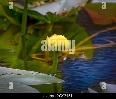 Eine Seerosenknospe wächst neben einer Seerosenunterlage in den Florida Everglades. Stockfoto